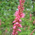 Polygonum amplexicaule 'Fire Tails'